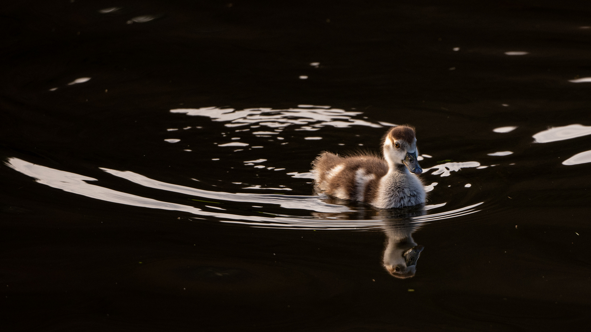 Nilgans