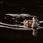 Nilgans