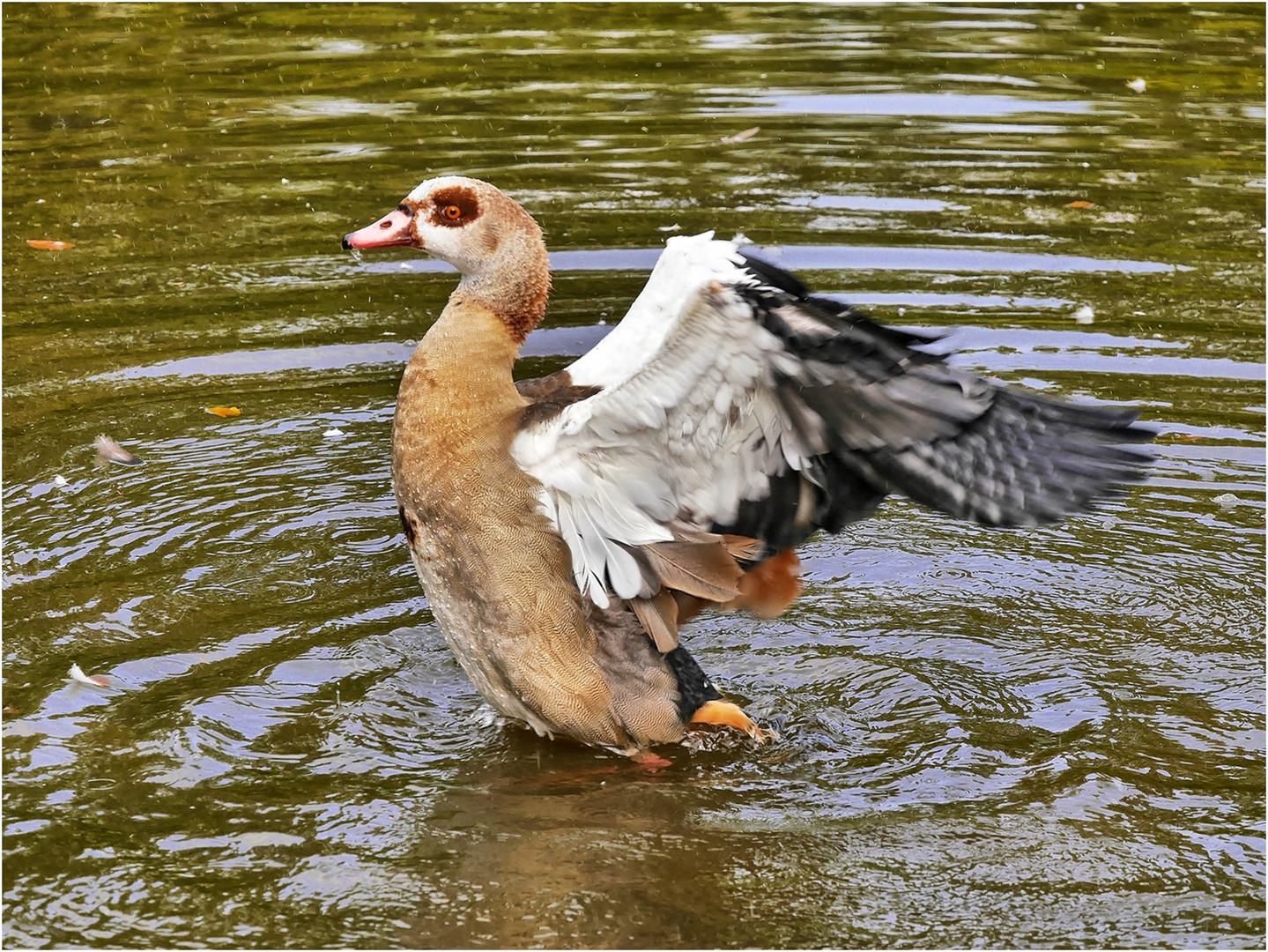 Nilgans