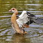 Nilgans