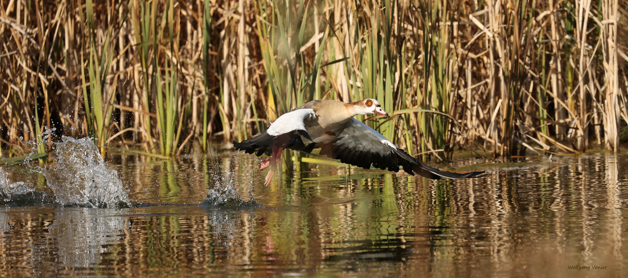 Nilgans