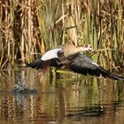 Nilgans