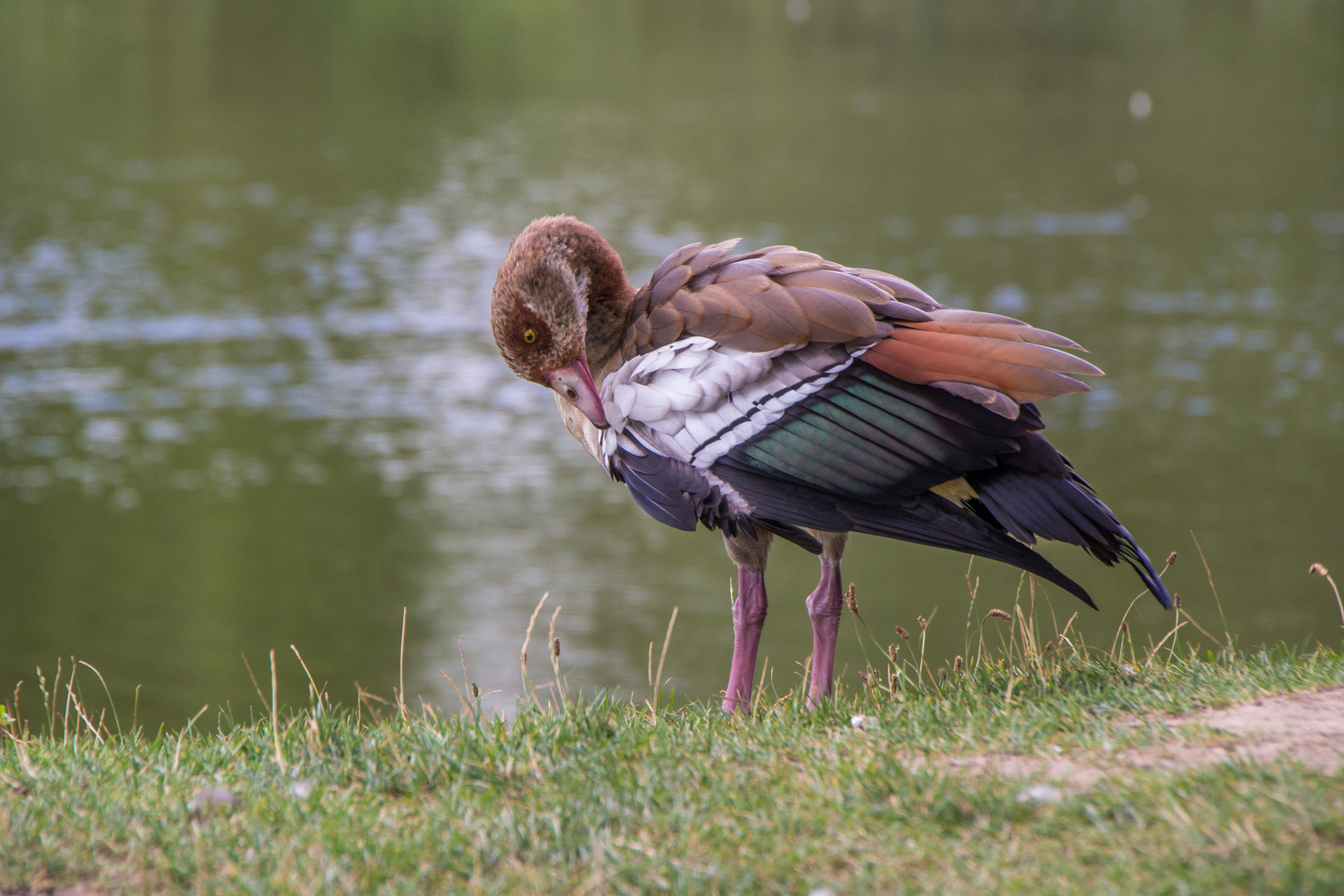 Nilgans