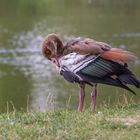 Nilgans