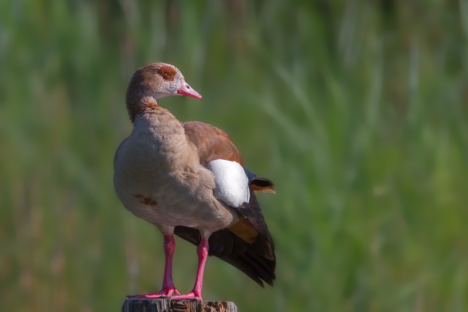 Nilgans