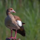 Nilgans