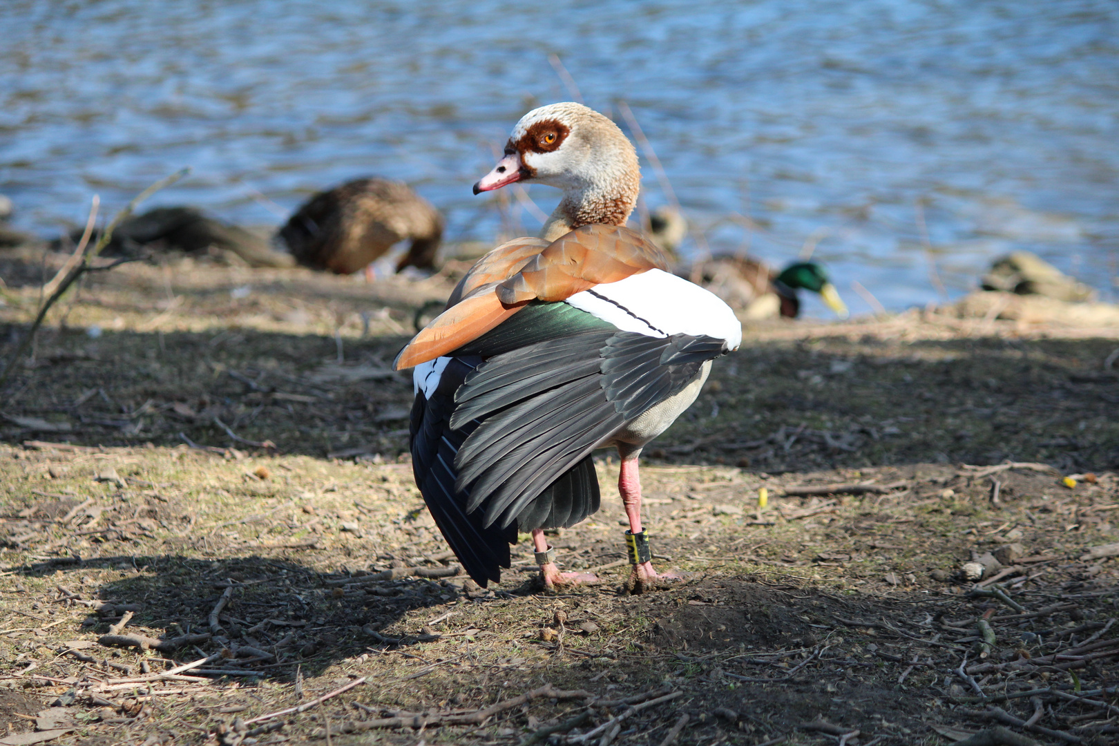 Nilgans