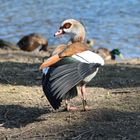 Nilgans