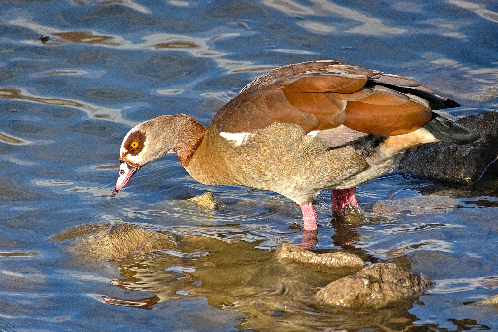 Nilgans