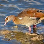 Nilgans