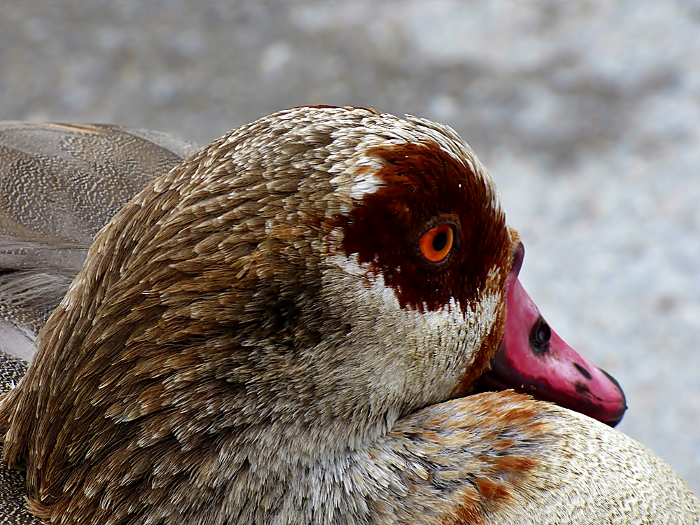 Nilgans