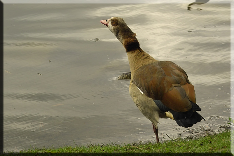 Nilgans