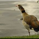 Nilgans