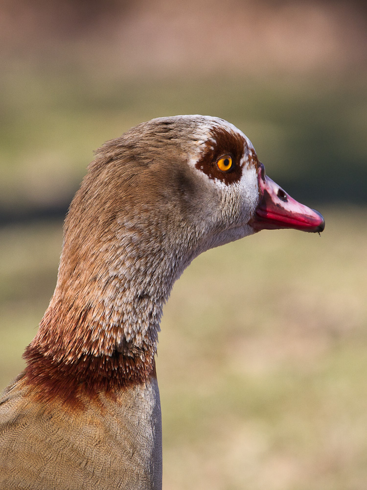 Nilgans