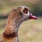 Nilgans