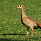 Nilgans