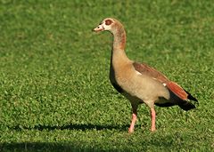 Nilgans