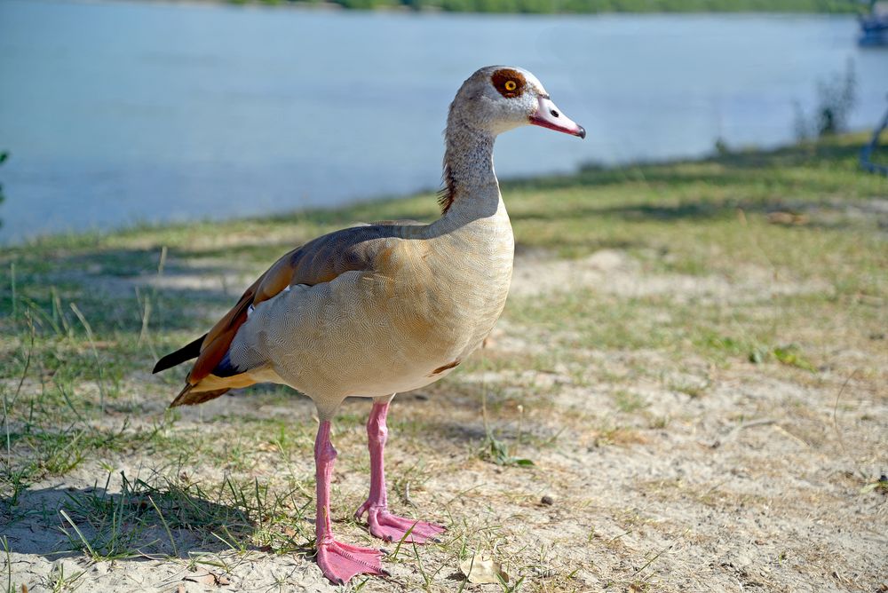 Nilgans