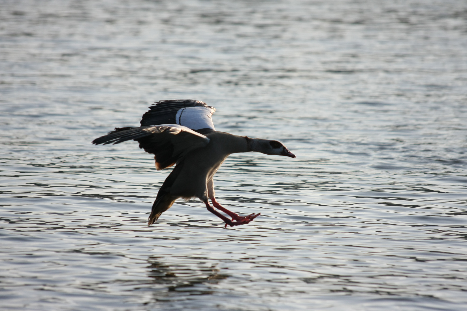 Nilgans