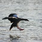 Nilgans