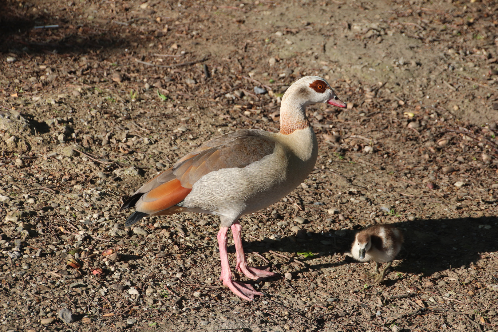 Nilgans