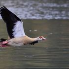 Nilgans