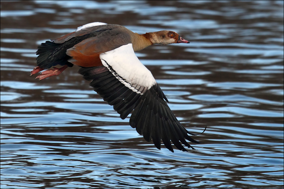 Nilgans