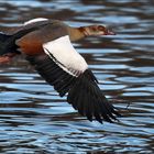 Nilgans