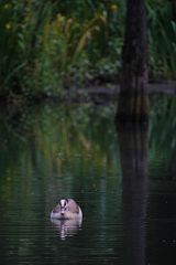 Nilgans