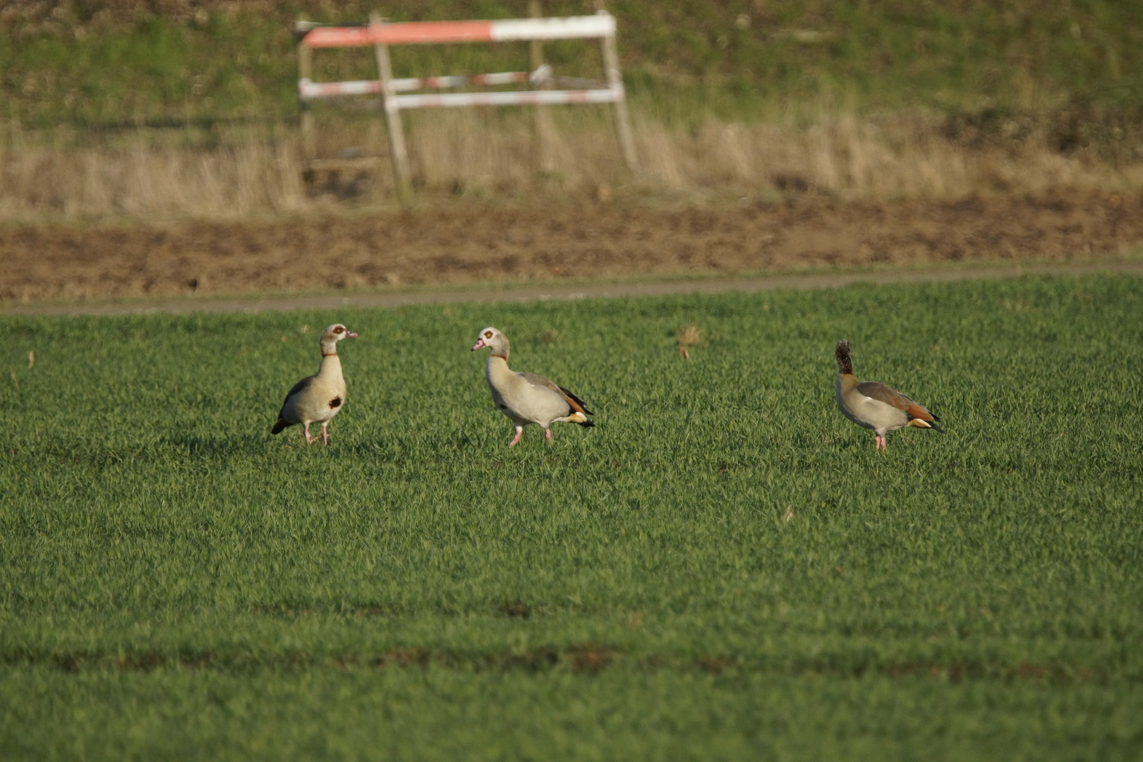 Nilgans