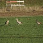 Nilgans