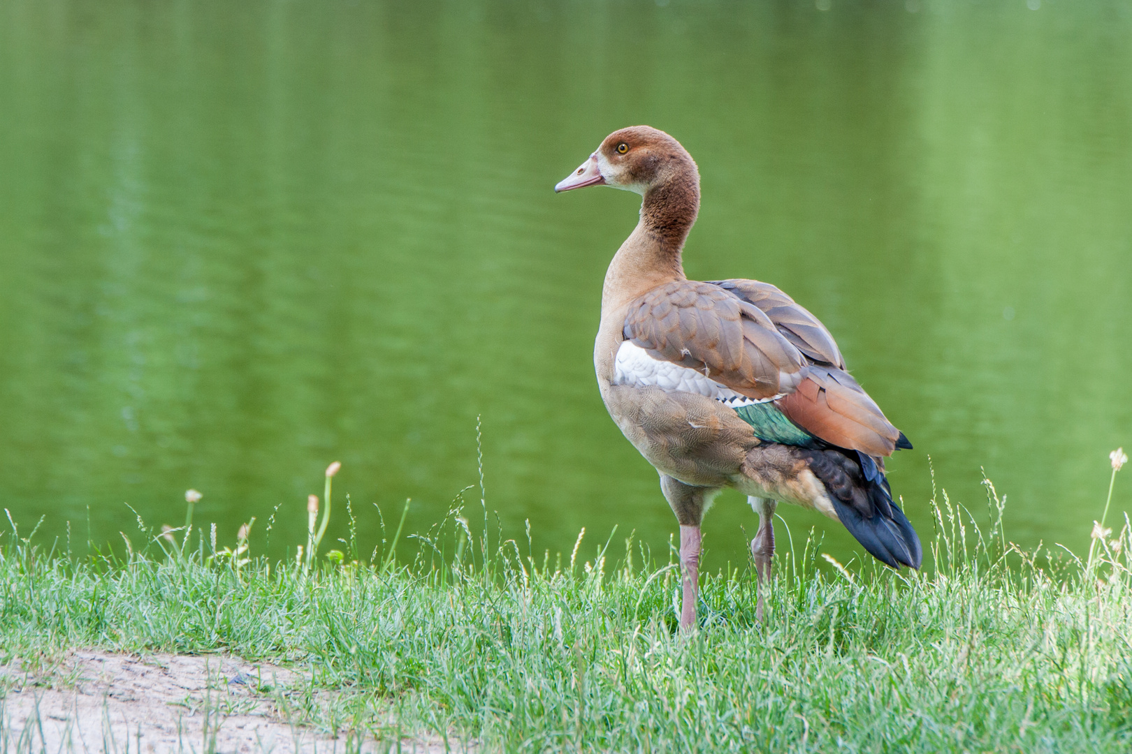 Nilgans