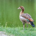 Nilgans