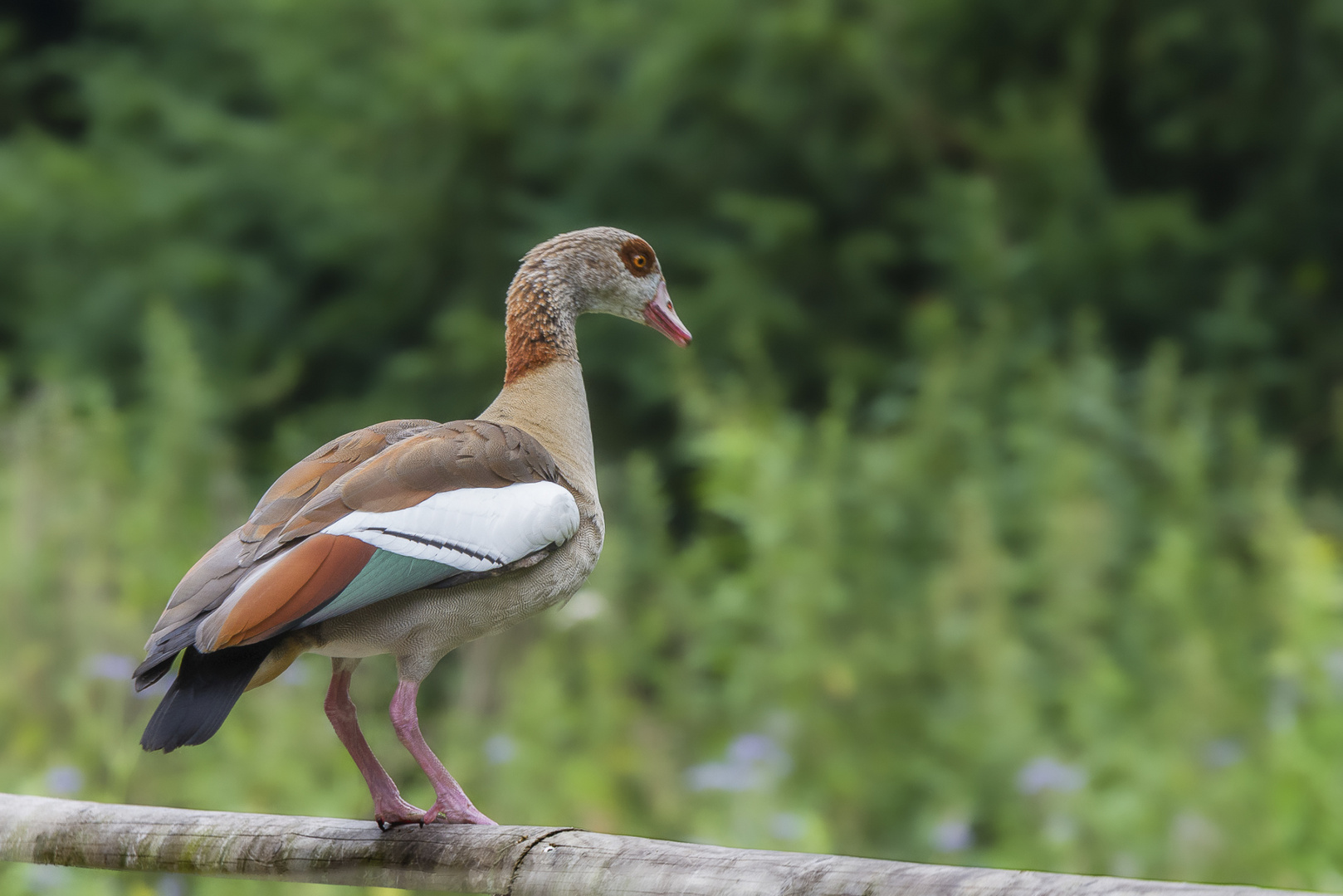 Nilgans.