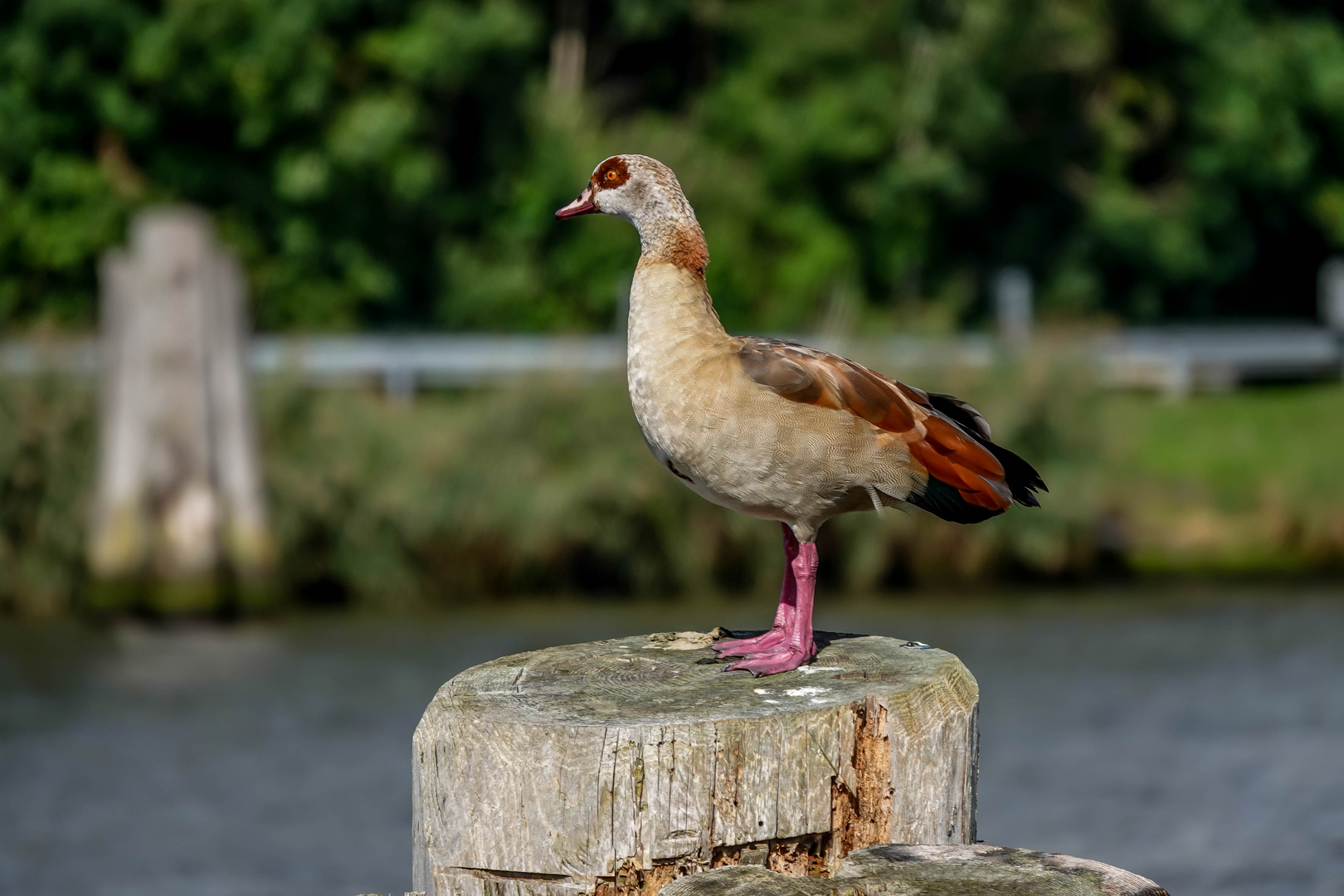 Nilgans