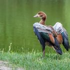 Nilgans