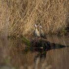 Nilgans couple 