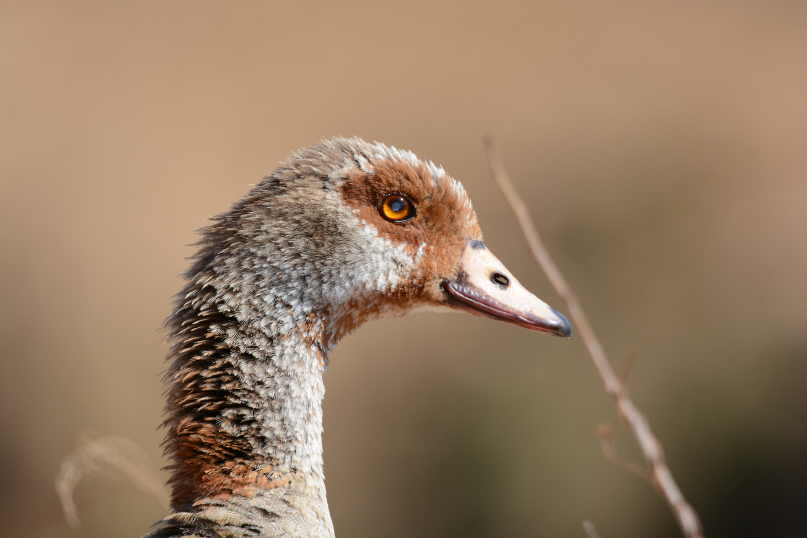 Nilgans Craighallpark, Johannesburg