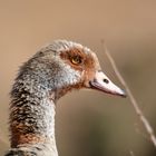 Nilgans Craighallpark, Johannesburg