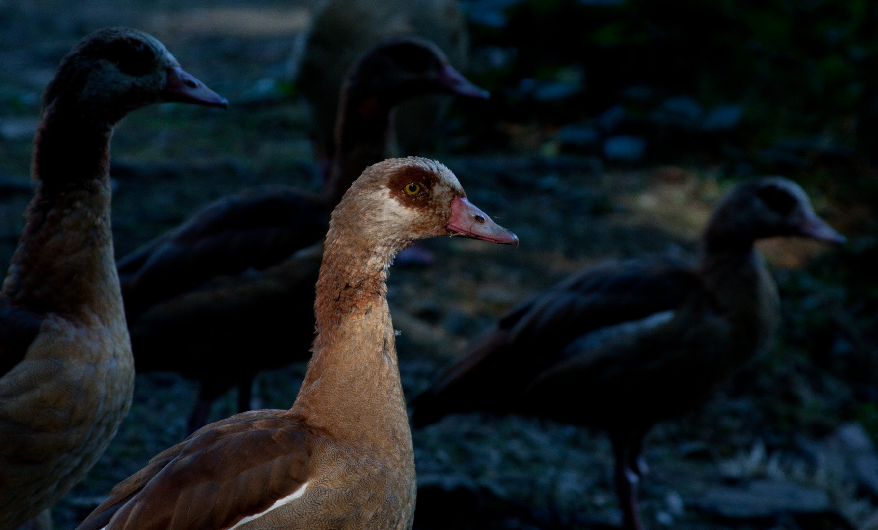 Nilgans