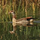 Nilgans