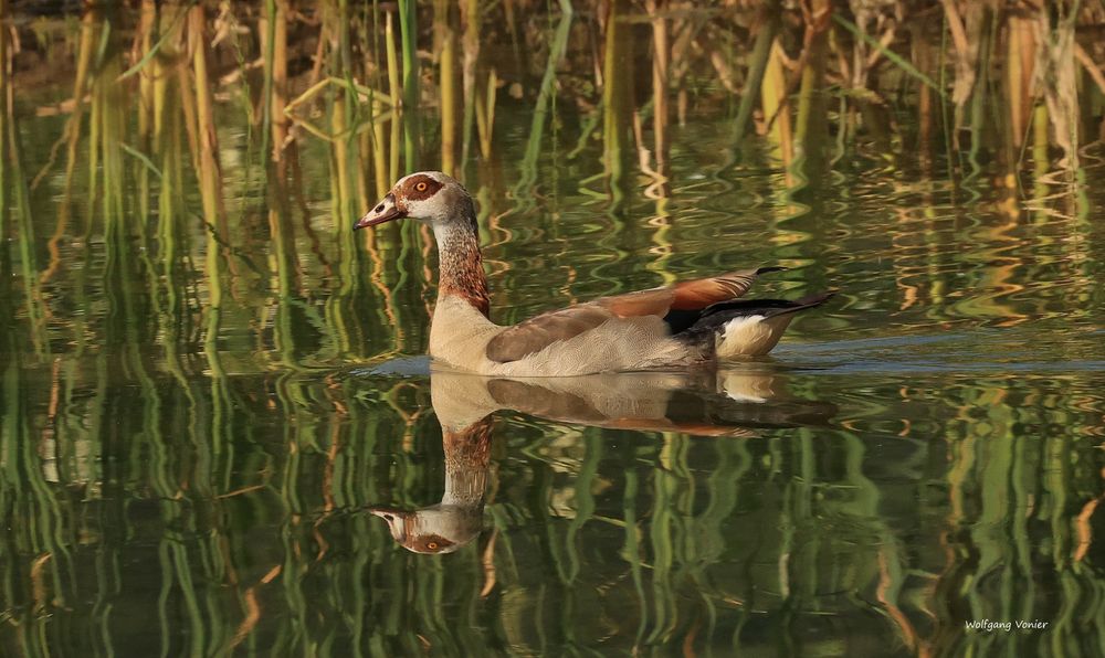 Nilgans