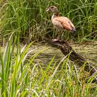 Nilgans