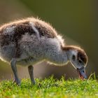 Nilgans