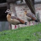 Nilgans