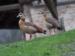 Nilgans