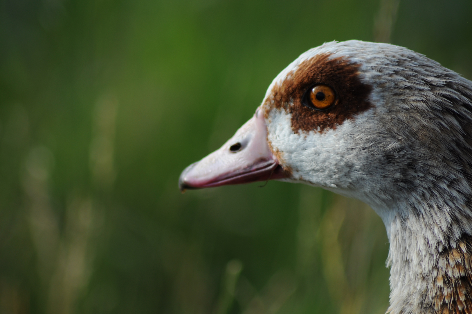 Nilgans