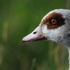 Nilgans