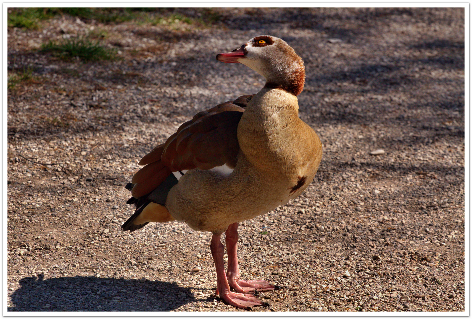 Nilgans