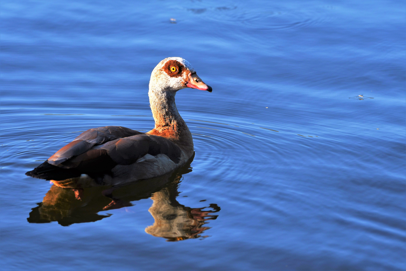 Nilgans